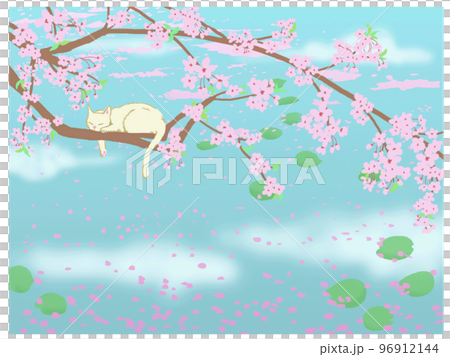 Waterside cherry blossoms and a white cat 96912144