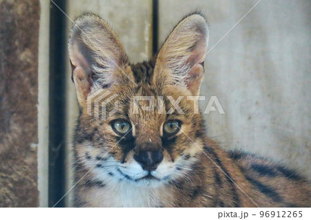 サーバルキャット 96912265