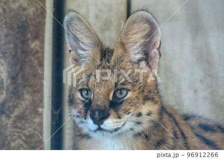 サーバルキャット サーバルキャット 96912266