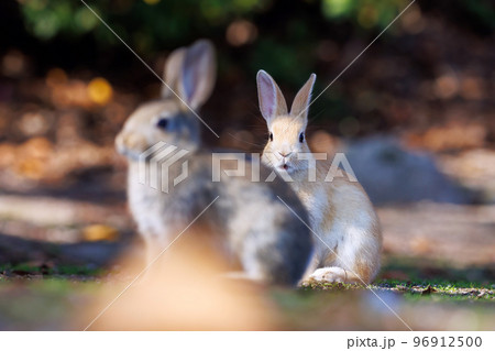 大久野島の兎 96912500