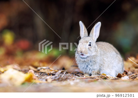 大久野島の兎 96912501