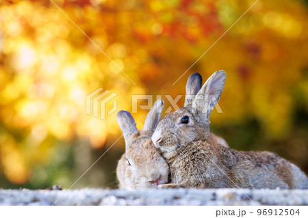 大久野島の兎 96912504