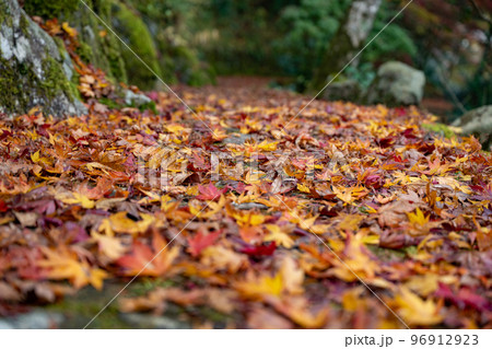 山陰の小京都　秋の津和野で見つけた紅葉の落葉 96912923