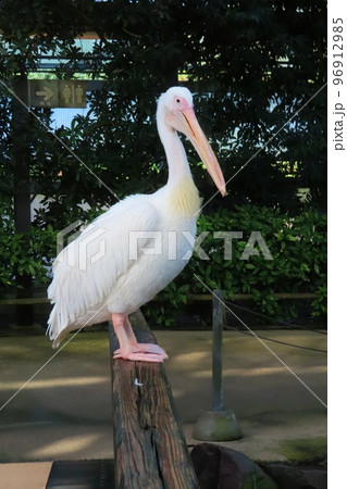 ペリカン 96912985