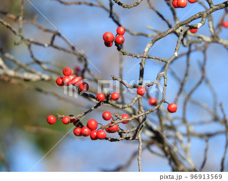 ウメモドキの実 ウメモドキの実 96913569