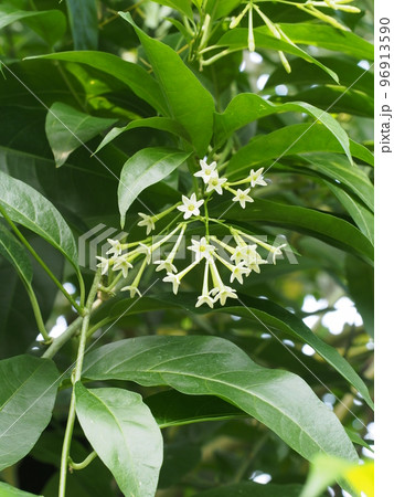 ヤコウボクの花 96913590