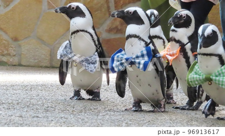 【島根県】松江フォーゲルパークのペンギンのお散歩 【島根県】松江フォーゲルパークのペンギンのお散歩 96913617