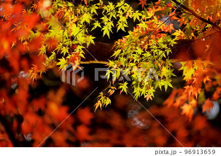 カエデの紅葉 カエデの紅葉 96913659