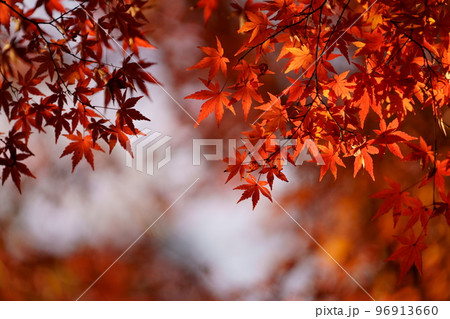 カエデの紅葉 カエデの紅葉 96913660