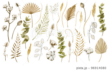 Watercolor Dried Plants. Hand drawn illustration of dry palm leaves, cotton and eucalyptus. Drawing on isolated background in boho style. Tropical exotic sketch. Botanical clipart for greeting cards. Watercolor Dried Plants. Hand drawn illustration of dry palm leaves, cotton and eucalyptus. Drawing on isolated background in boho style. Tropical exotic sketch. Botanical clipart for greeting cards. 96914080