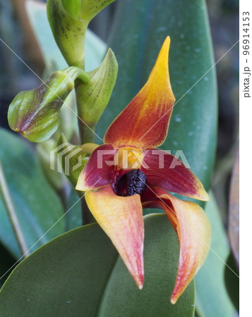ブルボフィルム・カルンクラツム Bulbophyllum carunculatum (ランの原種) ブルボフィルム・カルンクラツム Bulbophyllum carunculatum (ランの原種) 96914153