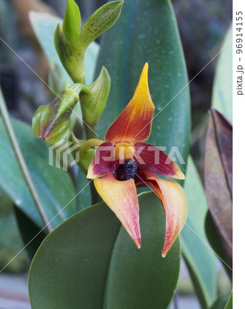 ブルボフィルム・カルンクラツム Bulbophyllum carunculatum (ランの原種) ブルボフィルム・カルンクラツム Bulbophyllum carunculatum (ランの原種) 96914155