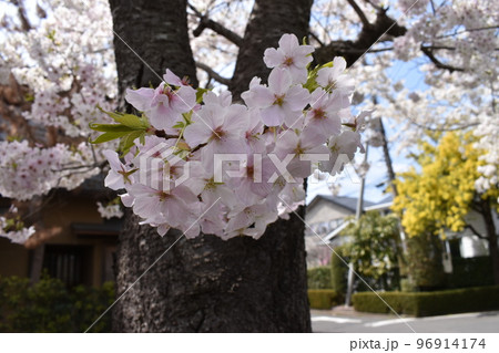 満開の花が付いたヤマザクラの小枝 満開の花が付いたヤマザクラの小枝 96914174
