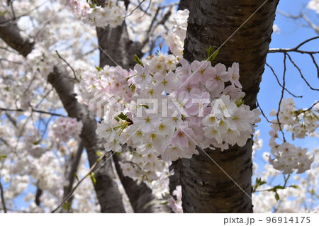 満開の花が付いたヤマザクラの小枝 96914175