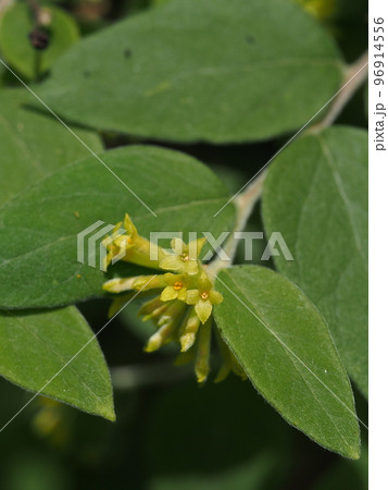 ガンピの花　雁皮　製紙原料です 96914556