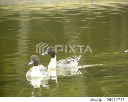 稲毛海浜公園浜の池の冬の渡り鳥オナガガモ 稲毛海浜公園浜の池の冬の渡り鳥オナガガモ 96914755