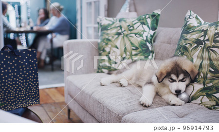 Dog, living room sofa and decor christmas chewing of a animal during a holiday celebration at home. Pet, lounge and couch of a husky with a xmas decoration relax at a social dinner party in a house 96914793