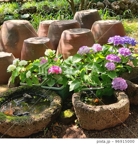 済州島 紫陽花 アジサイ 花 96915000