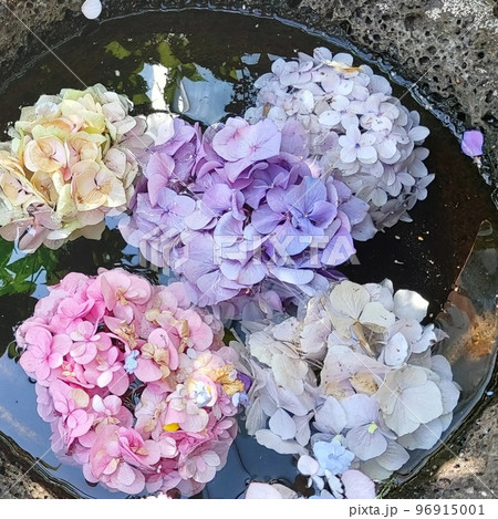 水 紫陽花 花 アジサイ 96915001