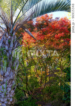 神宮美術館庭園 紅葉 神宮美術館庭園 紅葉 96915348