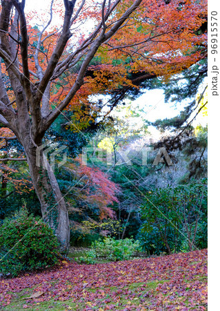 神宮徴古館 紅葉 神宮徴古館 紅葉 96915570