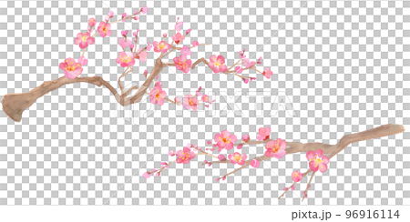 梅の花の水彩イラスト。紅梅。 梅の花の水彩イラスト。紅梅。 96916114