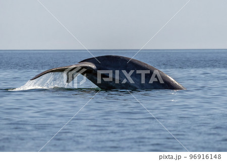 blue whale in loreto baja california mexico endangered biggest animal in the world blue whale in loreto baja california mexico endangered biggest animal in the world 96916148