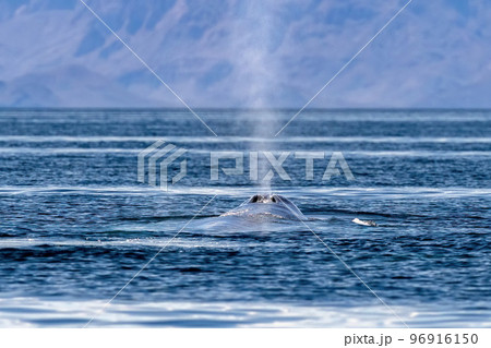 blue whale in loreto baja california mexico endangered biggest animal in the world blue whale in loreto baja california mexico endangered biggest animal in the world 96916150