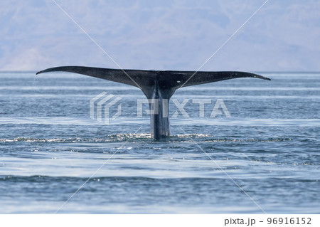 blue whale in loreto baja california mexico endangered biggest animal in the world 96916152