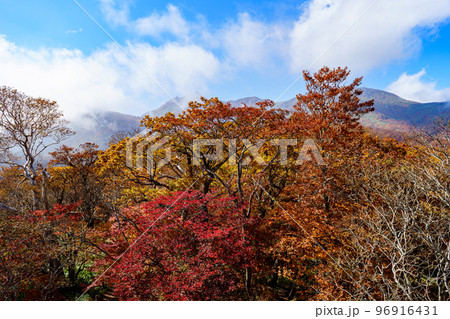 那須ゴンドラ ゴヨウツツジ展望台からの紅葉風景 那須ゴンドラ ゴヨウツツジ展望台からの紅葉風景 96916431