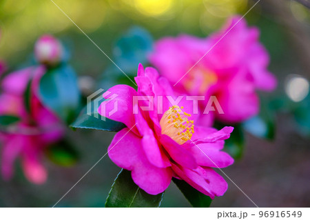 神宮美術館庭園 晩秋 神宮美術館庭園 晩秋 96916549