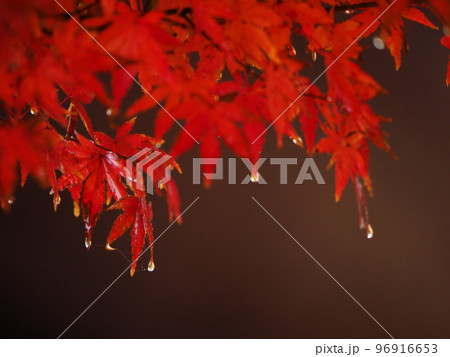 紅葉 96916653