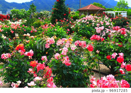 【愛媛県】薔薇が満開のよしうみバラ公園 【愛媛県】薔薇が満開のよしうみバラ公園 96917285