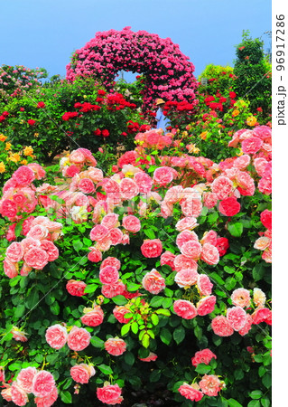 【愛媛県】薔薇が満開のよしうみバラ公園 【愛媛県】薔薇が満開のよしうみバラ公園 96917286