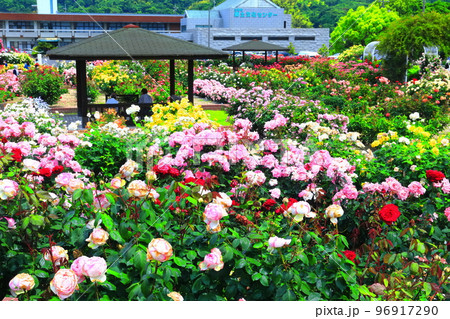 【愛媛県】薔薇が満開のよしうみバラ公園 96917290