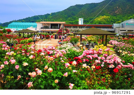 【愛媛県】薔薇が満開のよしうみバラ公園 【愛媛県】薔薇が満開のよしうみバラ公園 96917291