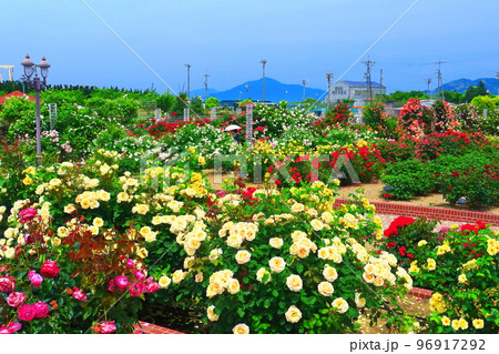 【愛媛県】薔薇が満開のよしうみバラ公園 96917292