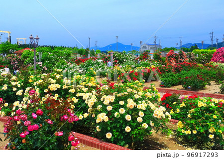 【愛媛県】薔薇が満開のよしうみバラ公園 96917293