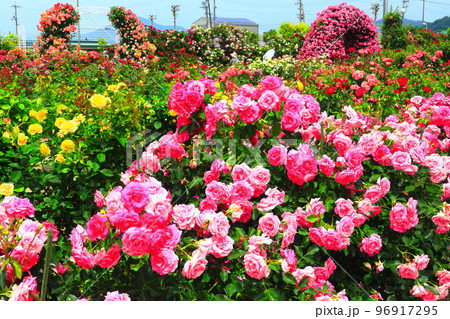 【愛媛県】薔薇が満開のよしうみバラ公園 【愛媛県】薔薇が満開のよしうみバラ公園 96917295