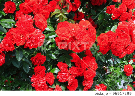 【愛媛県】薔薇が満開のよしうみバラ公園 【愛媛県】薔薇が満開のよしうみバラ公園 96917299