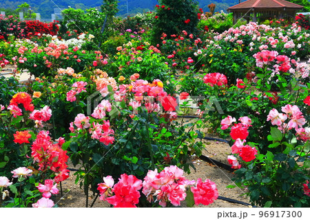 【愛媛県】薔薇が満開のよしうみバラ公園 96917300