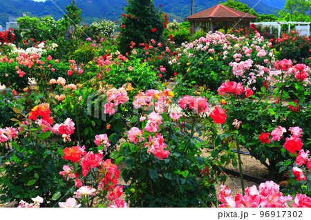 【愛媛県】薔薇が満開のよしうみバラ公園 【愛媛県】薔薇が満開のよしうみバラ公園 96917302