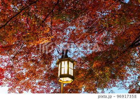伊香保 湯元通りの紅葉ライトアップ 伊香保 湯元通りの紅葉ライトアップ 96917358