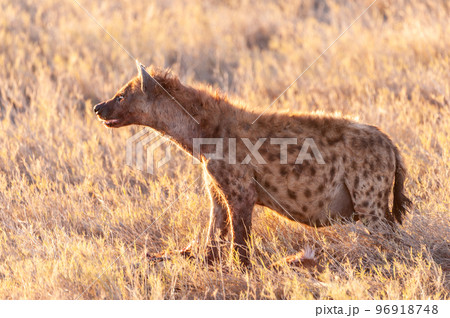 Spotted Hyena with Prey Spotted Hyena with Prey 96918748