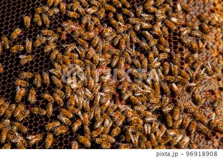 Working bees on the brown honeycomb with sweet honey.. Working bees on the brown honeycomb with sweet honey.. 96918908