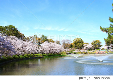 名古屋市、名城公園御深井池と桜の風景 96919590