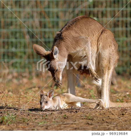 母の袋から出たカンガルーの赤ちゃん 96919684
