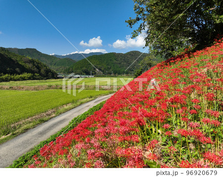 愛媛県松野町 彼岸花群生地 愛媛県松野町 彼岸花群生地 96920679