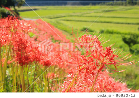 愛媛県松野町　彼岸花群生地 96920712