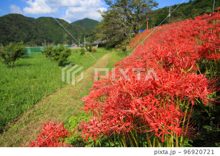 愛媛県松野町　彼岸花群生地 96920721